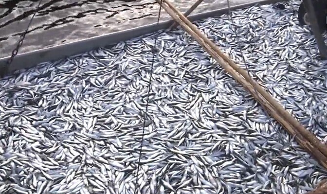 Ida-Viru rannakalurid muretsevad räime püügikvoodi karmistamise pärast | Raadiouudised