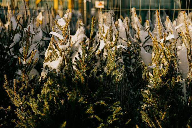 Jõulukuused jõuavad Narva Valgamaalt | Eesti