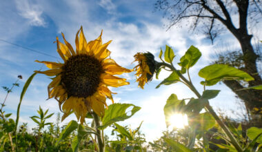 Kliimakultuse lõpp ehk papagoi on surnud