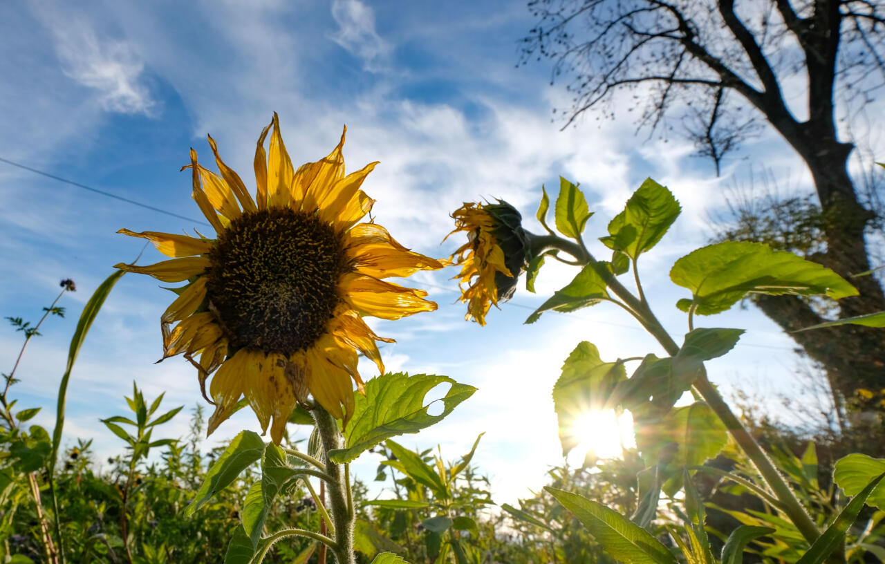 Kliimakultuse lõpp ehk papagoi on surnud
