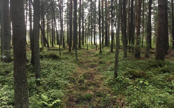 IKEA sai Eestilt loa osta Saku valla jagu metsa | Majandus