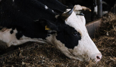 Hiina kehtestas EL-i piimatoodetele kuni 42,7-protsendised tollimaksud | Välismaa