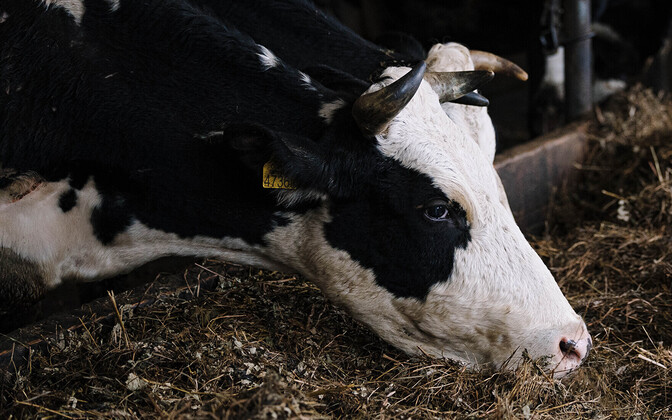 Hiina kehtestas EL-i piimatoodetele kuni 42,7-protsendised tollimaksud | Välismaa