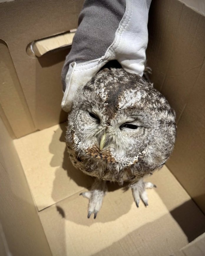 Kristjan Hirmo maakodu korstnasse lendas kakk