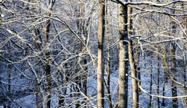 Bioloog: looduskaugus vähendab ühiskonna ökoloogilist kirjaoskust | Loodus