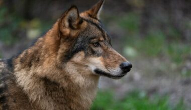 Tartu Ülikooli terioloogid: miks me kardame hunte, aga mitte enda otsuseid? | Arvamus