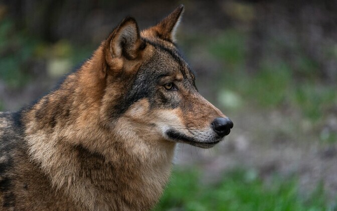 Tartu Ülikooli terioloogid: miks me kardame hunte, aga mitte enda otsuseid? | Arvamus