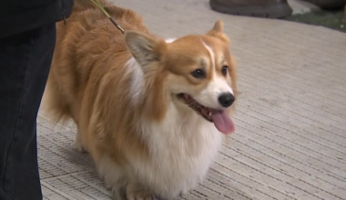 Põhja-Tallinnas kogunes sadakond corgit | Eesti