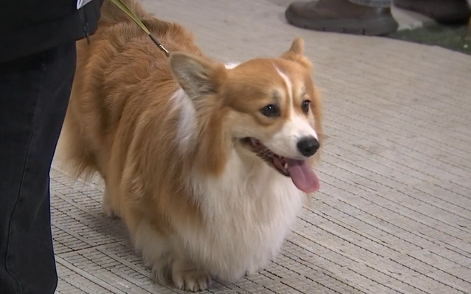 Põhja-Tallinnas kogunes sadakond corgit | Eesti