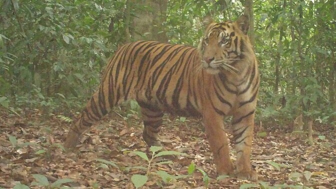 Rajakaamerad aitasid avastada ohustatud sumatra tiigri elujõulise asurkonna | Keskkond