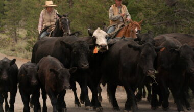 WSJ: USA võimud üritavad pidurdada veiseliha hinnatõusu | Välismaa