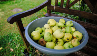 Eesti teadlased sihivad geenikääridega pruunistumatut õuna ja maitsetut uba | Loodus