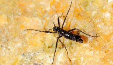 Ka maailma lõunapoolseimad putukad söövad juba mikroplasti | Keskkond