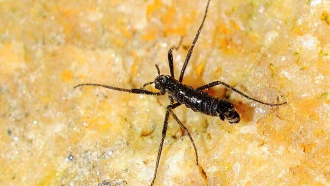 Ka maailma lõunapoolseimad putukad söövad juba mikroplasti | Keskkond