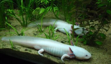 Tömpsuu suudab eemaldatud harknäärme täielikult taastada | Loodus