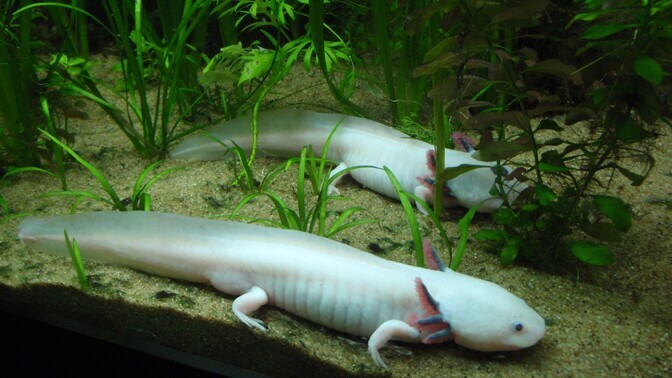 Tömpsuu suudab eemaldatud harknäärme täielikult taastada | Loodus