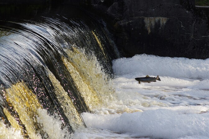 Killustunud jõed annavad hoogu forellipopulatsioonide hääbumisele | Loodus