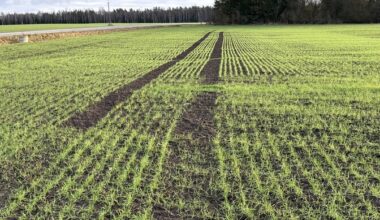 Taliviljad on hea tervise juures, kuid krõbe külm võib seda muuta | Majandus