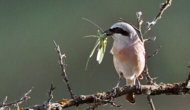 Punaselg-õgijal on täpne rännuplaan | Loodus