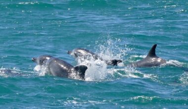 Suhtlemisaltid delfiinid püsivad kauem noored | Tervis