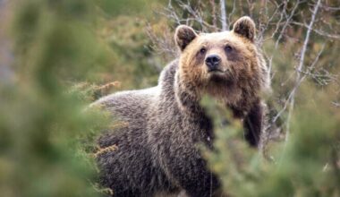 Itaalia külade lähedal elavad karud on arenenud väiksemaks ja malbemaks | Loodus