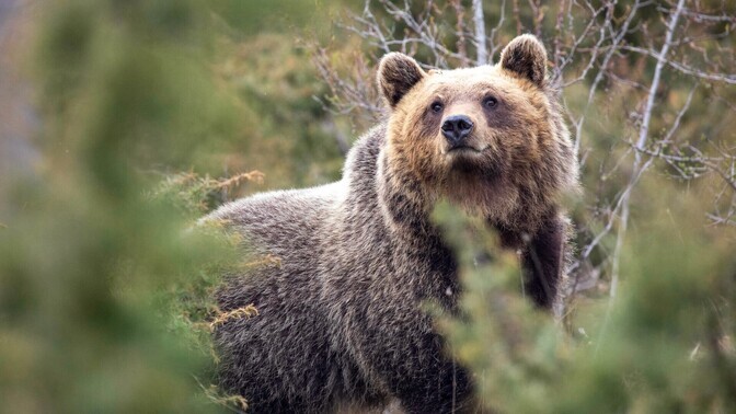Itaalia külade lähedal elavad karud on arenenud väiksemaks ja malbemaks | Loodus