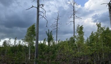 Põlengujärgne männik pakub samblikele ainulaadseid elupaiku | Keskkond