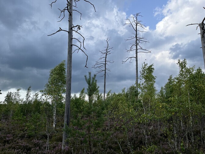 Põlengujärgne männik pakub samblikele ainulaadseid elupaiku | Keskkond
