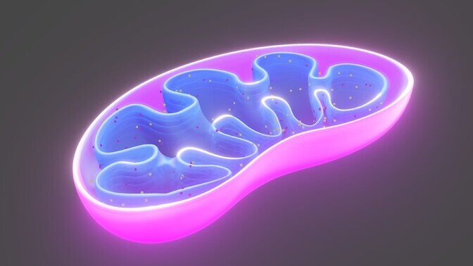 Mitokondrite vabakäik muudab keha rasvapõletusahjuks | Tervis