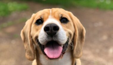 Koera tundeid on inimesel arvatust keerukam mõista | Psüühika