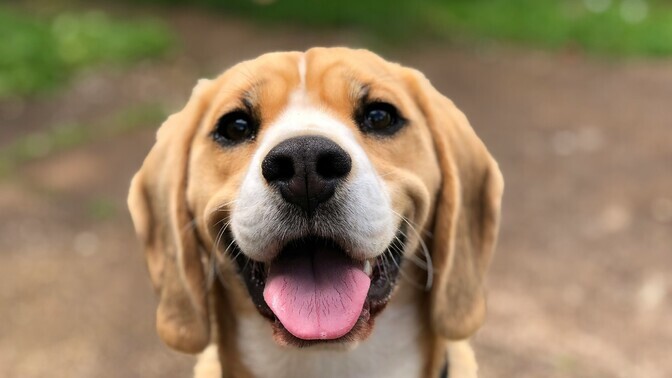 Koera tundeid on inimesel arvatust keerukam mõista | Psüühika