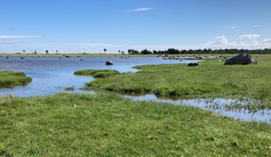 Hooldatud pärandniitude pindala katab alla poole elurikkuse vajadusest | Keskkond