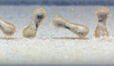 Liivased veepiisad kulutavad mägesid | Loodus