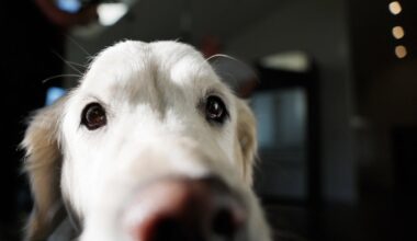 Seda oskavad vaid vähesed: teadlased avastasid mõnel koeral ainulaadse võime