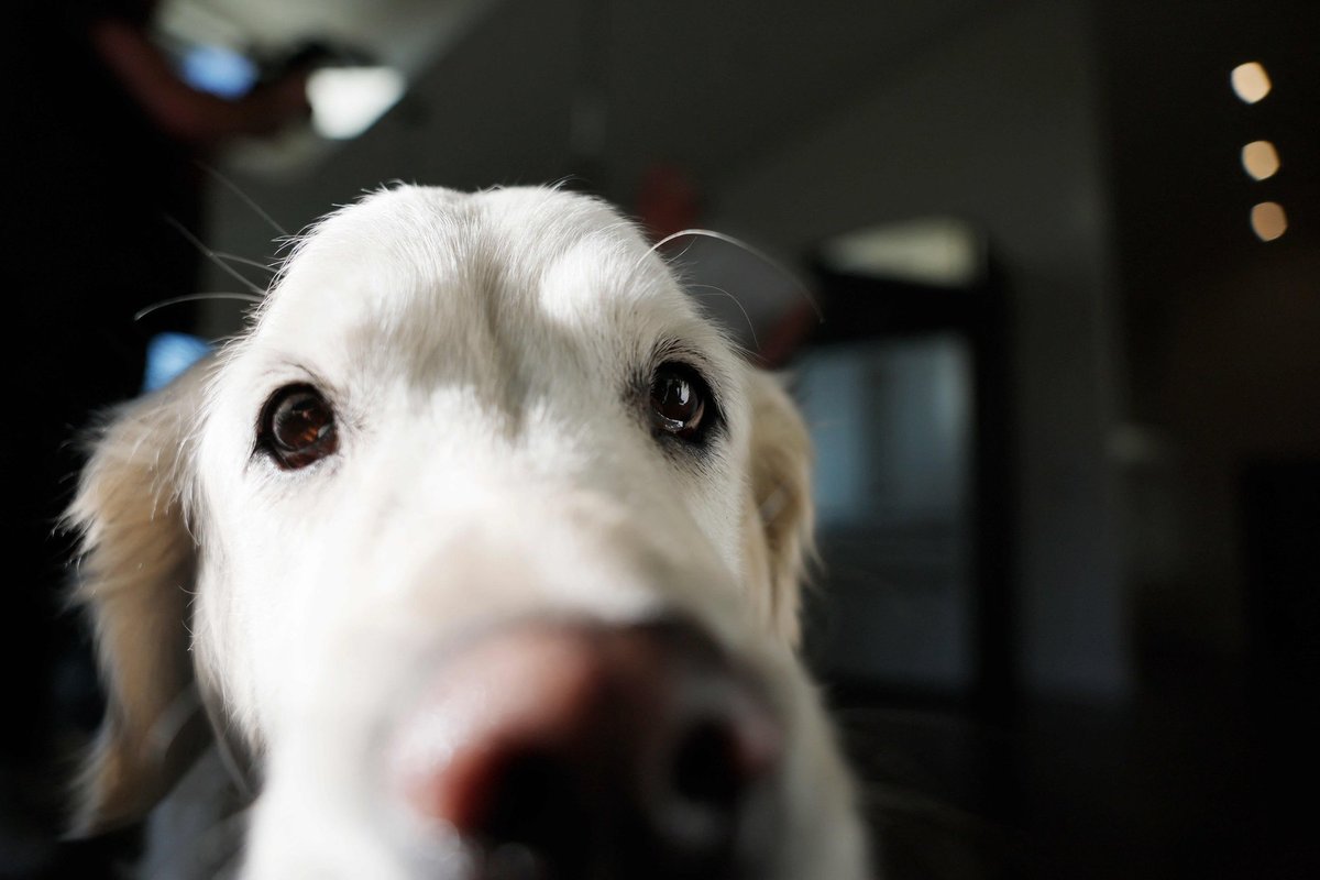 Seda oskavad vaid vähesed: teadlased avastasid mõnel koeral ainulaadse võime