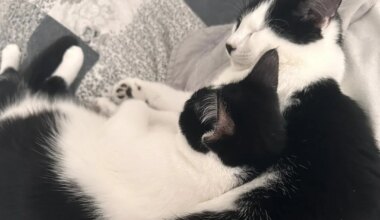 JÕULUKUUL KOJU | Oma kodu ihkavad lahutamatud õde-venda, mõlemad vaid ühe silmaga