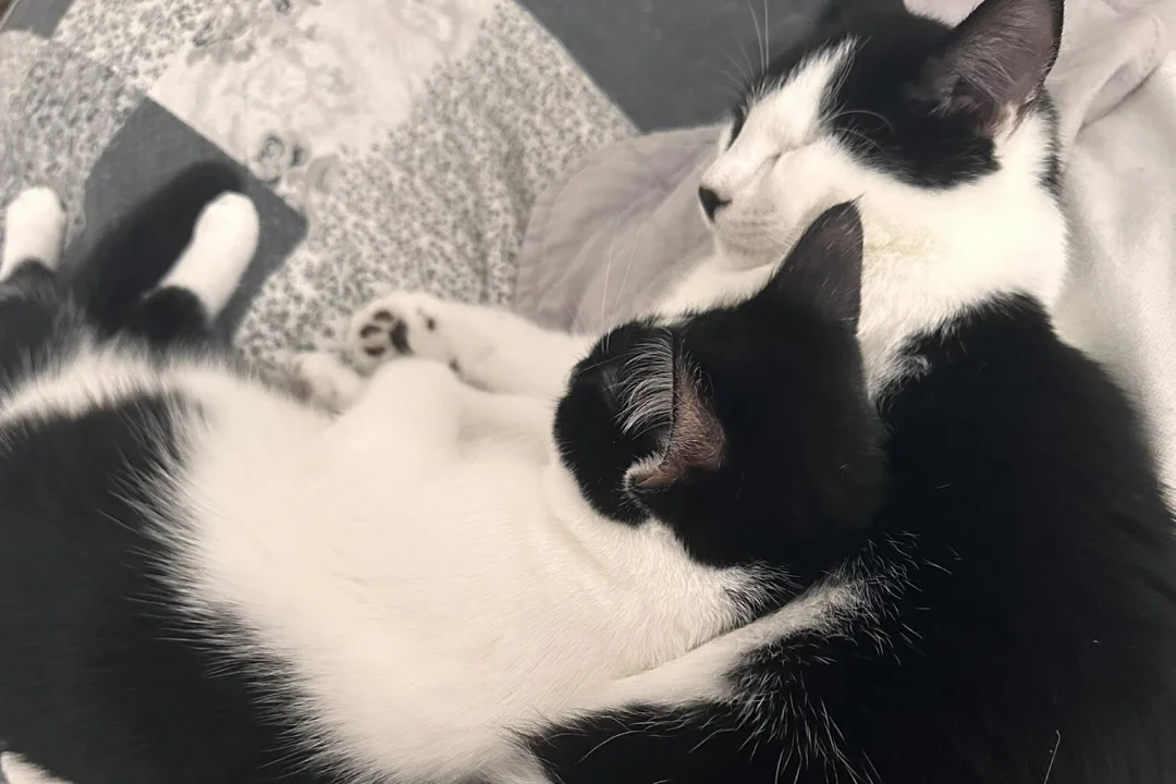 JÕULUKUUL KOJU | Oma kodu ihkavad lahutamatud õde-venda, mõlemad vaid ühe silmaga