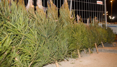 Leedu teadlased: kliimamuutused ohustavad kuuskede elutingimusi | Välismaa