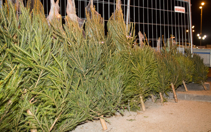 Leedu teadlased: kliimamuutused ohustavad kuuskede elutingimusi | Välismaa