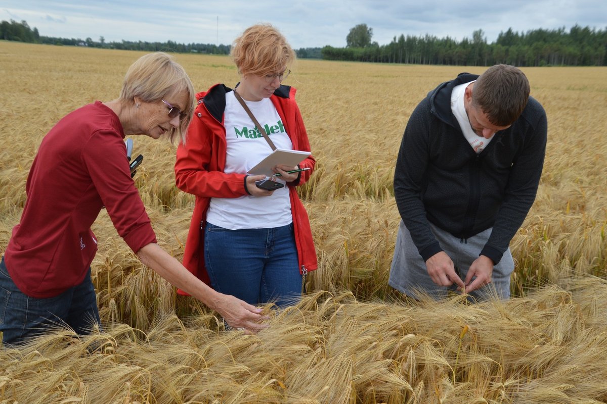 Marju Reitsak: viljelusvõistlus alati olnud midagi enamat kui numbrite rida tabelis