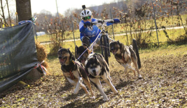 Huskyd vedamas ratastel rakendit.