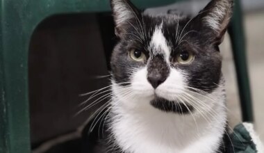 JÕULUKUUL KOJU | Maailma paimaiam kiisu, kes ei suuda kassitoas kohaneda