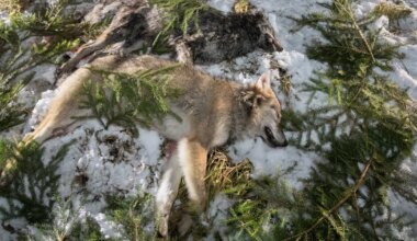 Keskkonnaamet andis lisaloa küttida neli sutt