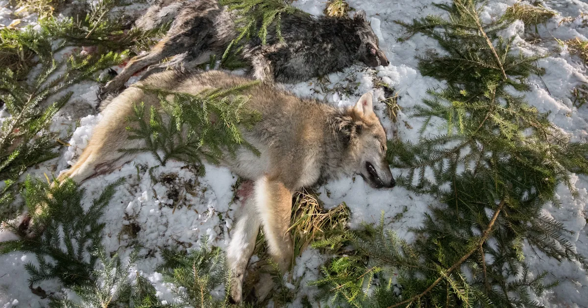 Keskkonnaamet andis lisaloa küttida neli sutt