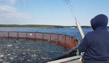 PRFoods müüb Saare Kala Tootmise Läti kalatöötlejale | Majandus