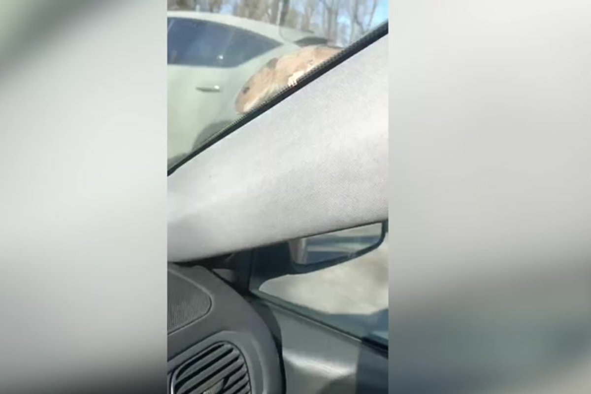 VIDEO | Uus-Sadama tänava on vallutanud rotid. Elanikud muretsevad, millised „kingitused“ neid pärast jõule ootavad