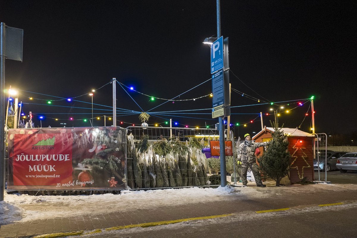 ÜLEVAADE | Kui palju maksab tänavu jõulupuu?