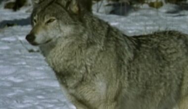 Keskkonnaagentuur tegi ettepaneku suurendada huntide küttimismahtu | Eesti