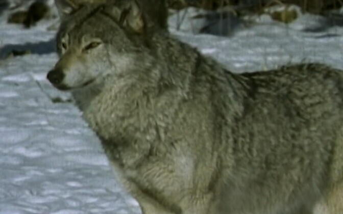 Keskkonnaagentuur tegi ettepaneku suurendada huntide küttimismahtu | Eesti