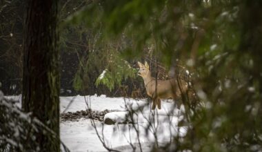 Metsloomade arvukus vabalanguses – jahimeeste hoiatused saavad kurvaks reaalsuseks